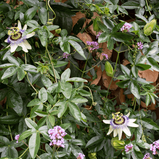 Passionflower - Passiflora incarnata  100g - DrClareApothecary