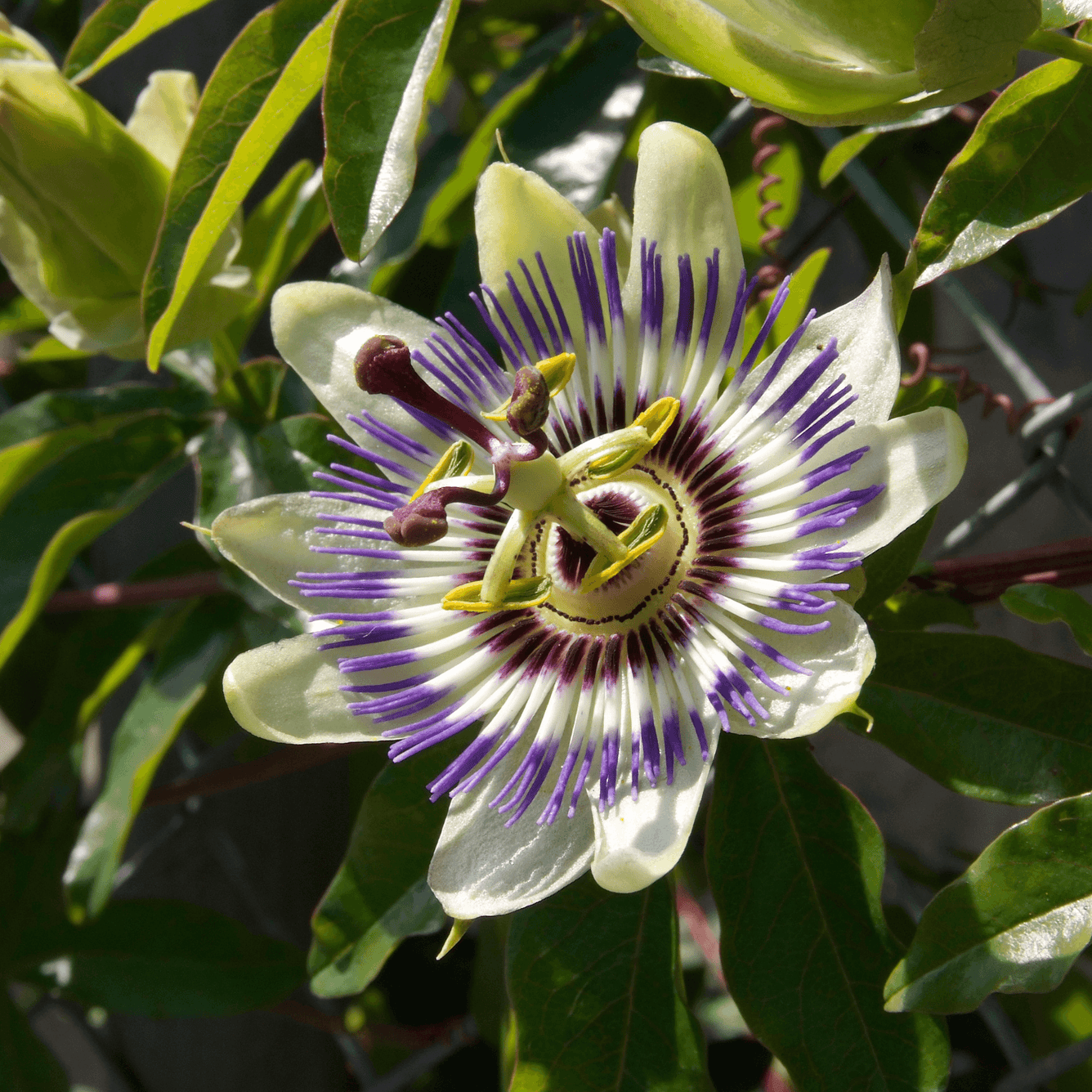 Passiflora incarnata (Passionflower) Tincture - DrClareApothecary
