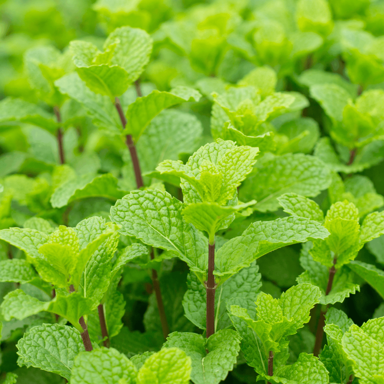 Peppermint - Mentha piperita  100g - DrClareApothecary