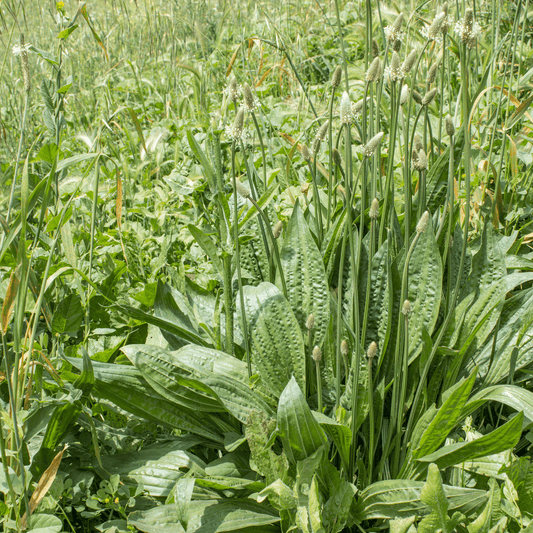 Plantain (Ribwort) - Plantago lanceolata  100g - DrClareApothecary