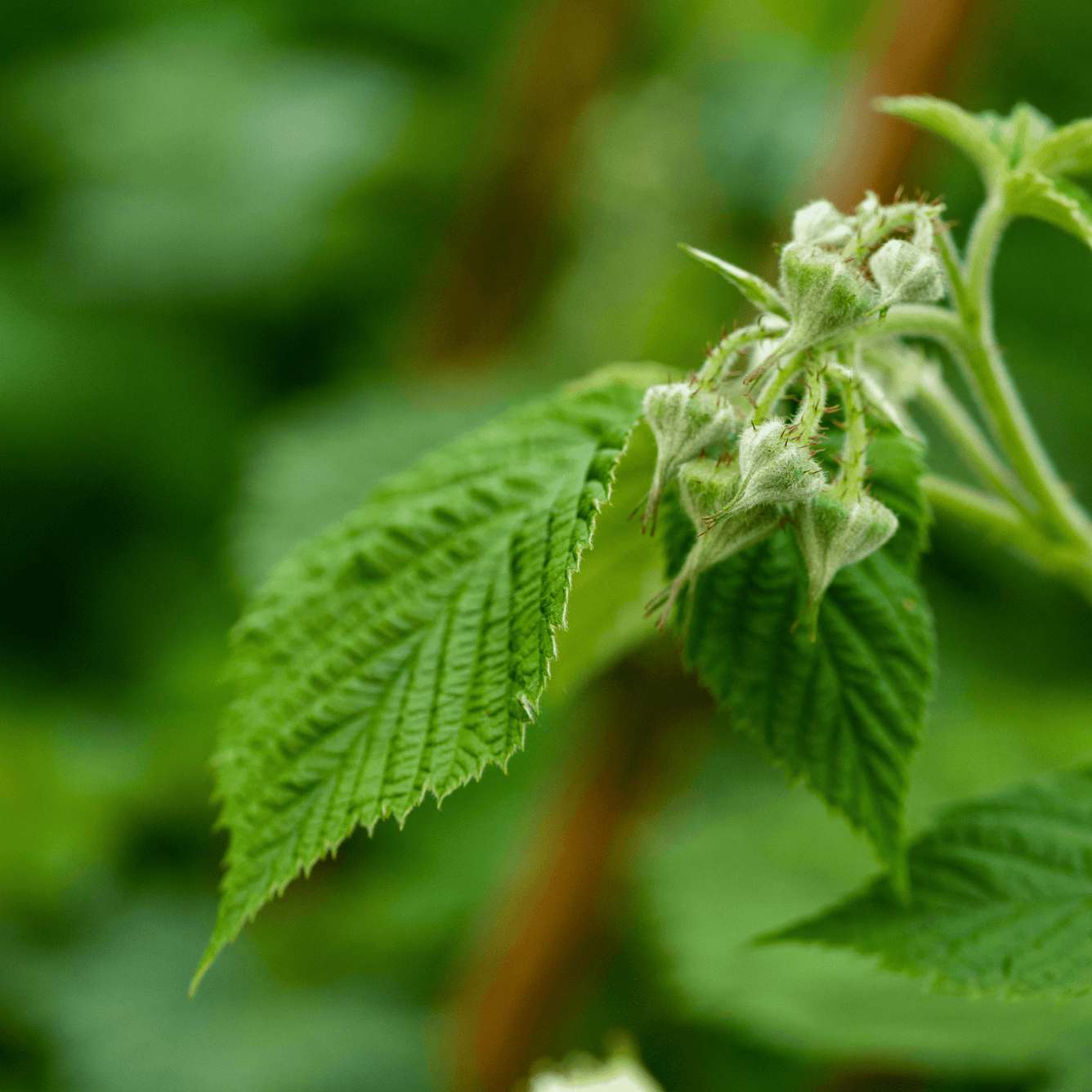 Raspberry leaf - Rubus idaeus. 100g - DrClareApothecary