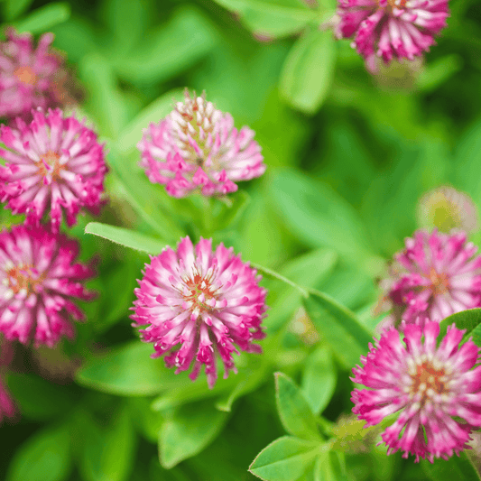 Red clover - Trifolium pratense  100g - DrClareApothecary