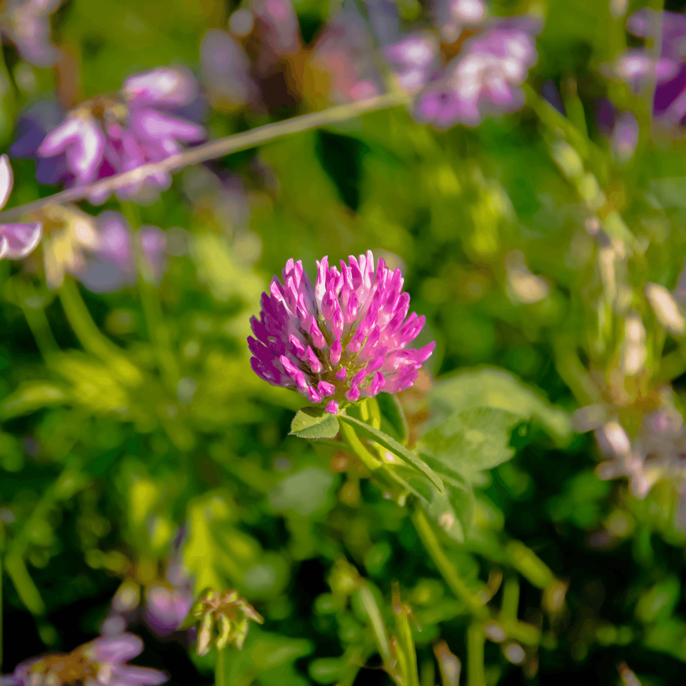 Trifolium pratense (Red clover) Tincture - DrClareApothecary