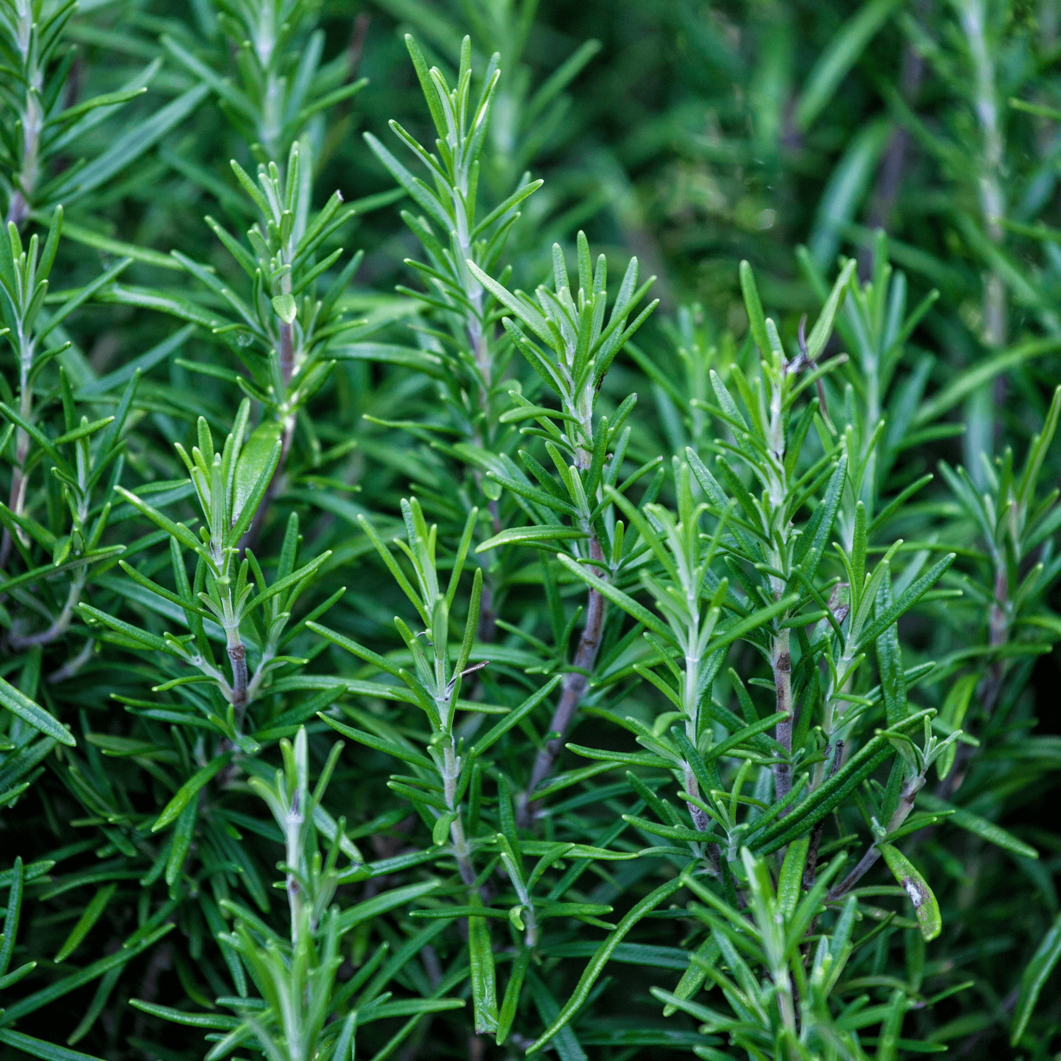Rosemary - Rosmarinus off 100g - DrClareApothecary