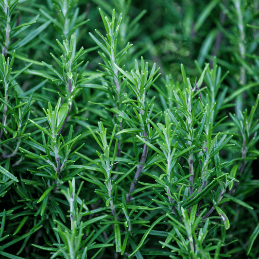 Rosemary - Rosmarinus off 100g - DrClareApothecary