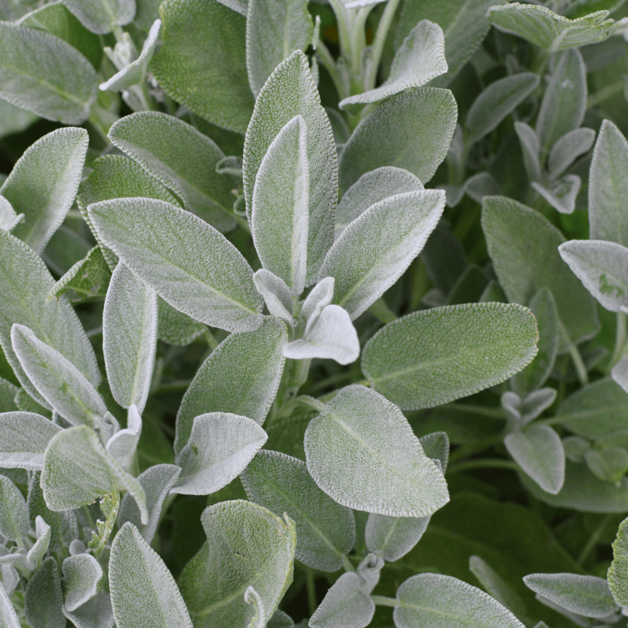 Sage - Salvia off 100g - DrClareApothecary