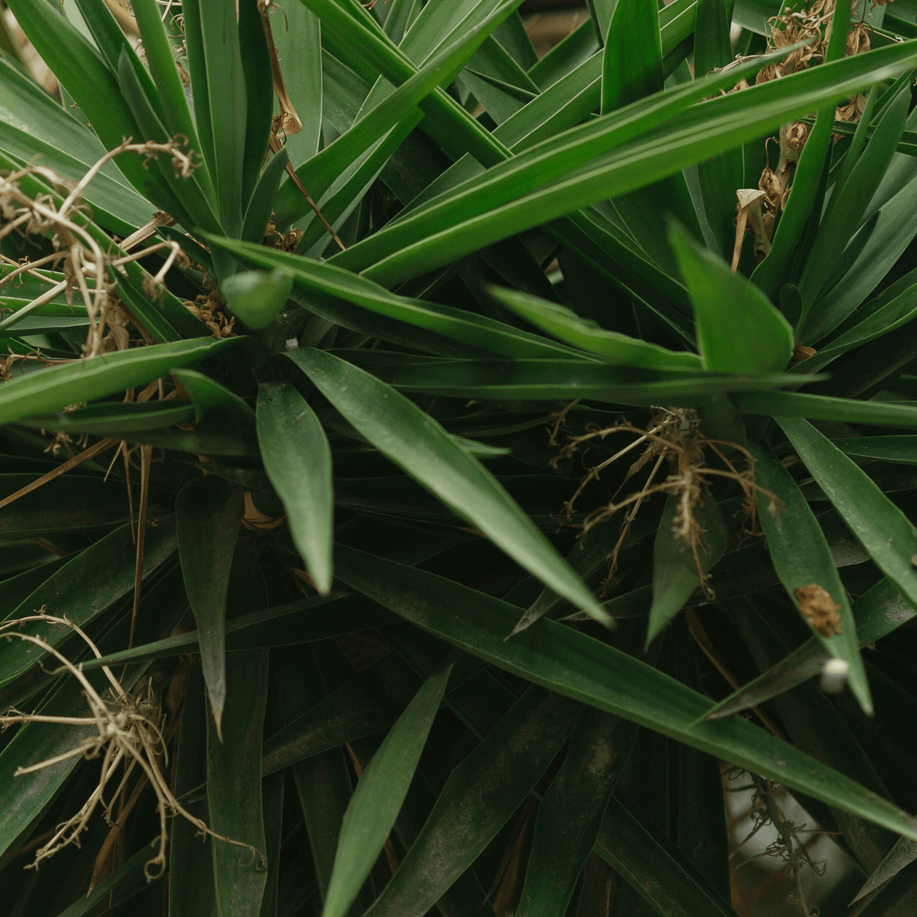 Serenoa repens (Saw palmetto) Tincture - DrClareApothecary
