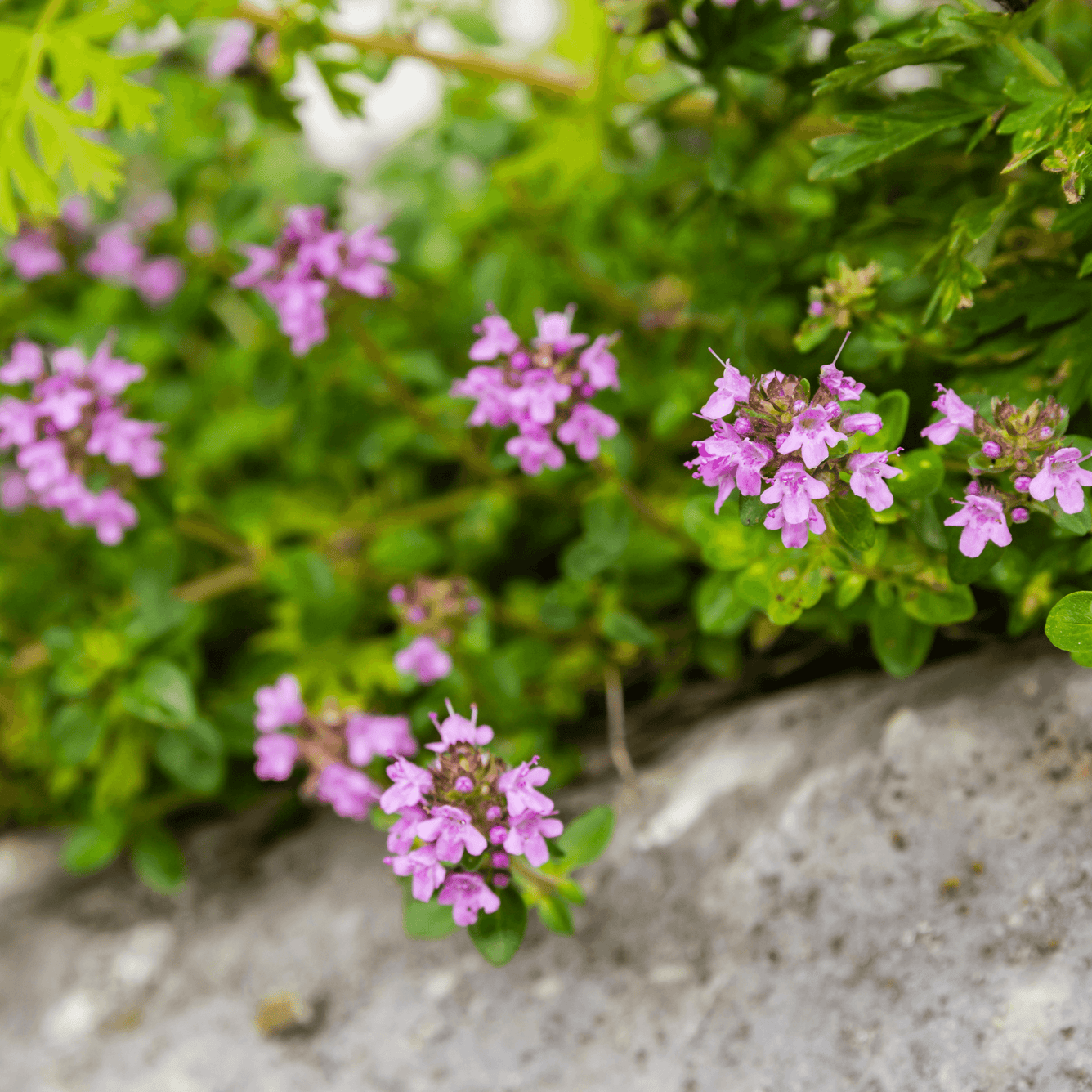 Thymus (Thyme) Glycyr’ Syrup - DrClareApothecary
