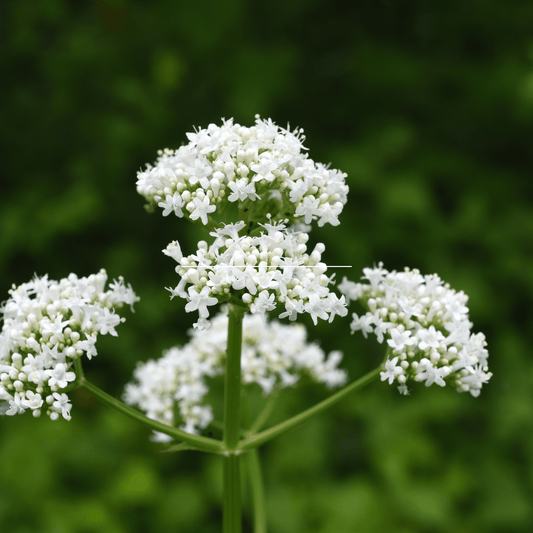 Valeriana (liq. extract) (Valerian) Tincture - DrClareApothecary