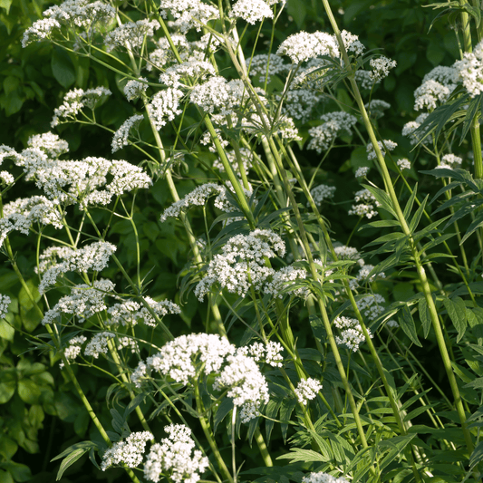 Valerian Root - Valeriana officinalis - 100g - DrClareApothecary