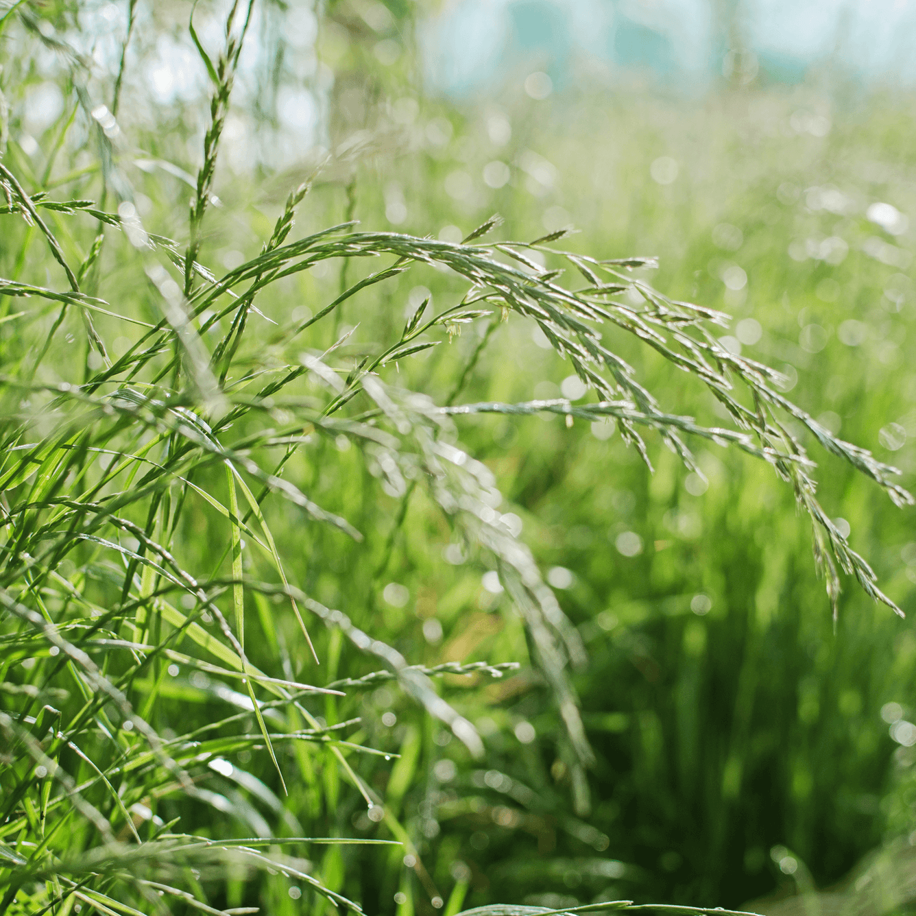 Couch Grass - Agropyren repens  100g - DrClareApothecary